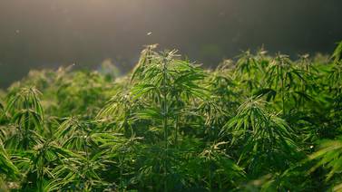 DEA reclasificará la mariguana como “droga menos peligrosa”: AP