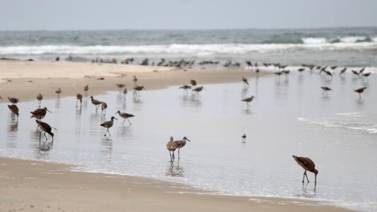 Celebra Bahía de Todos Santos primer aniversario como reserva de aves playeras