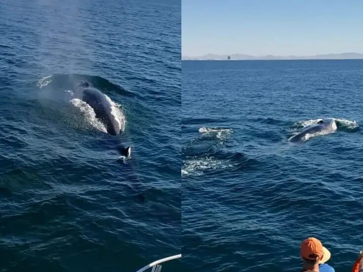 Se registran avistamientos de ballenas  y tiburones ballena en Puerto Peñasco