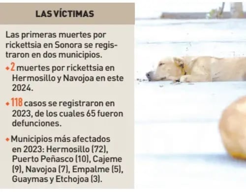 Muertes y casos de 2024 por rickettsia en Sonora.