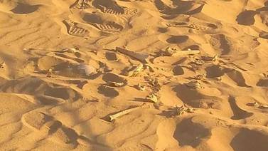 San Carlos: Halla Policía Turística 20 restos óseos en playa Los Algodones