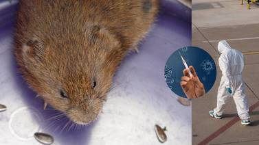 Virus Grimso: El 'nuevo coronavirus' de roedores descubierto en Suecia