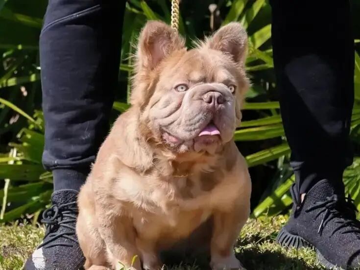 El perro más caro del mundo come como un rey y tiene miles de fans en Instagram