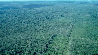 Deforestación de bosques en Amazonía se redujo 1.148 hectáreas en 2018
