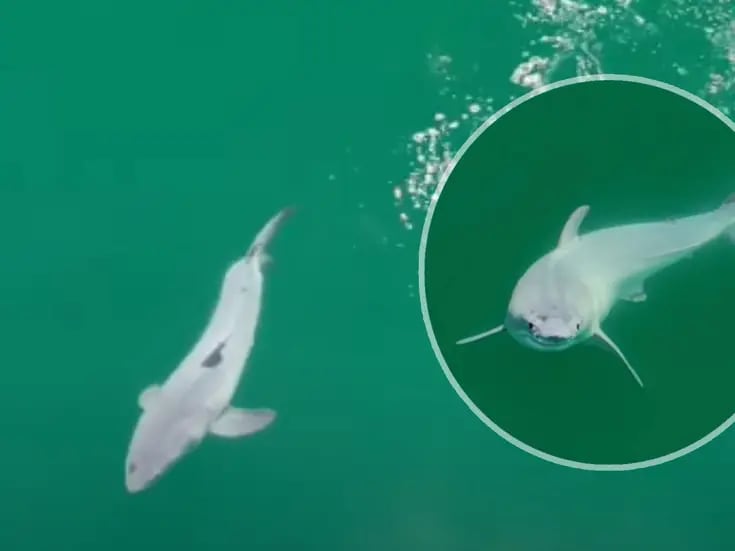 VIDEO: Descubren por primera vez un nacimiento de tiburón blanco