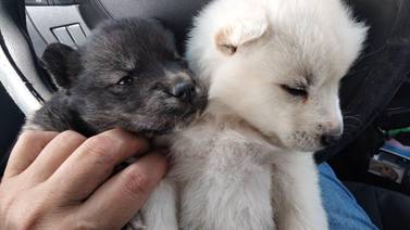 Rescatan a dos cachorros que eran vendidos en la garita de San Ysidro