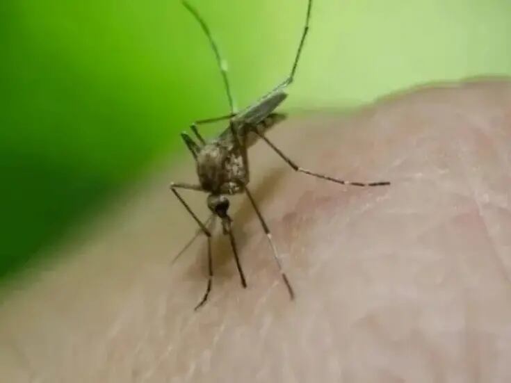 Cierra brote de dengue en San Felipe con 53 afectados
