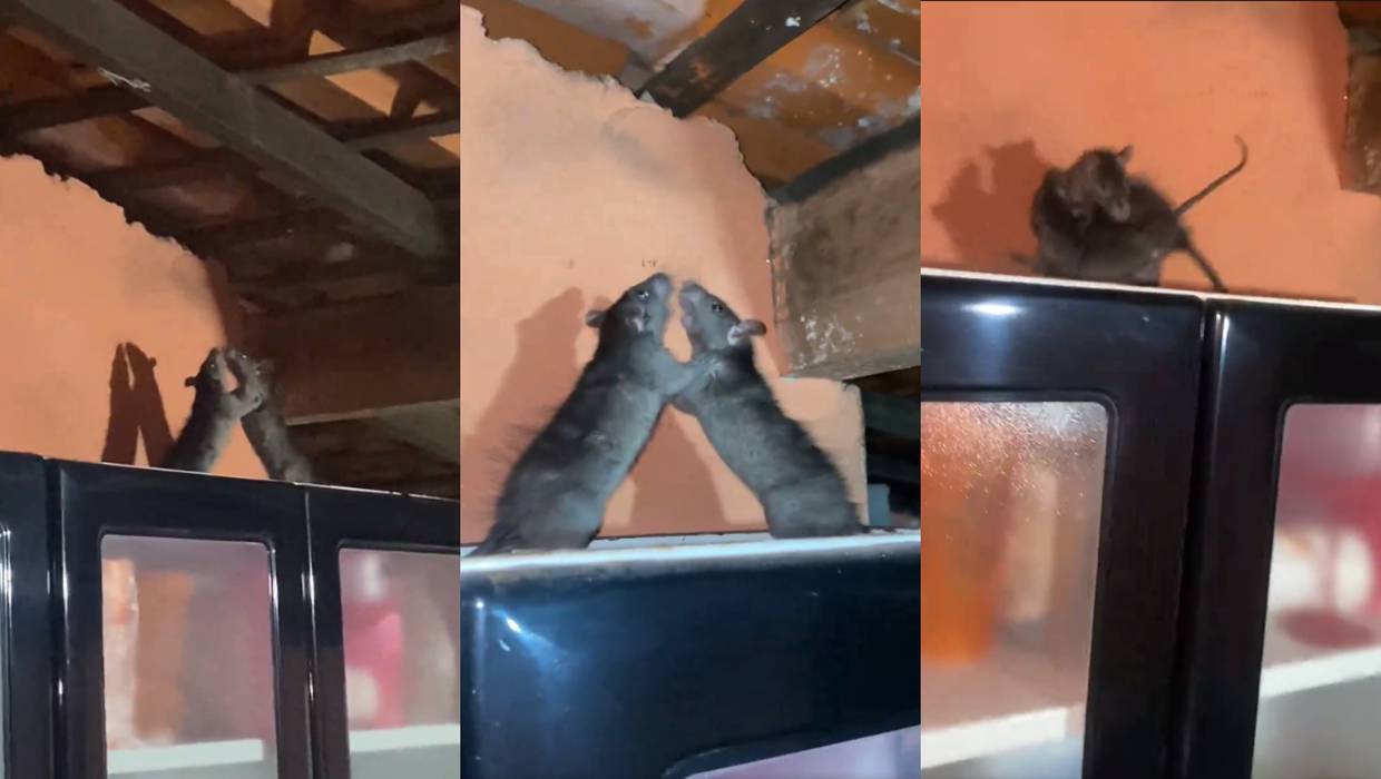 VIDEO: hombre encuentra a dos ratas en una intensa pelea encima del armario de su cocina
