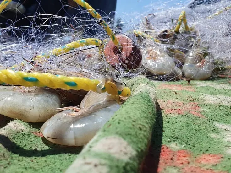 Sonora logra más captura de camarón, pero menos ganancia