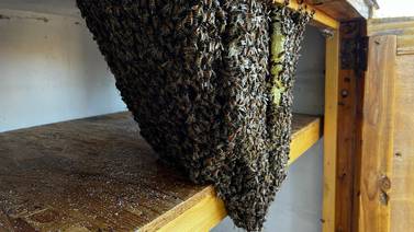 Previene Bomberos sobre temporada de enjambres de abejas