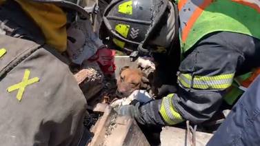 Rescatan a dos perritos entre escombros que dejó una explosión en Iztapalapa