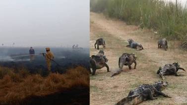 Las lluvias y bomberos no son suficientes: 800 mil hectáreas han sido arrasadas por el fuego en la provincia Argentina de Corrientes
