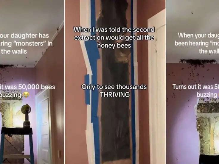 VIDEO: Familia encuentra gigantesco panal de abejas en la pared de su casa; albergaba 50 mil insectos