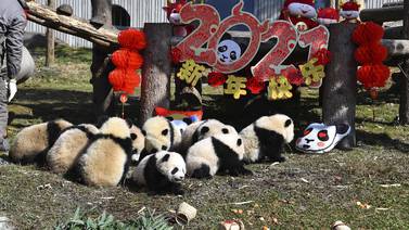 Muestra reserva china 10 cachorros de panda por el Año Nuevo