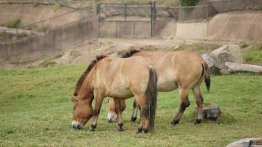 Kurt, el primer caballo clonado en el mundo está en el Safari Park de SD