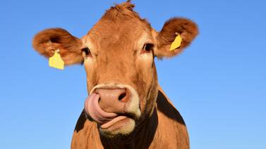 Holanda registra caso de vaca loca en una granja
