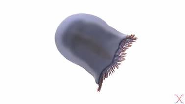 Descubren la medusa nadadora más antigua