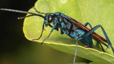 "Avispa caza-tarántulas": El insecto que provoca la segunda picadura más dolorosa del planeta habita en Sonora