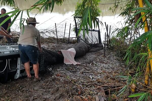 Cocodrilos capturados después de ‘acechar’ animales locales