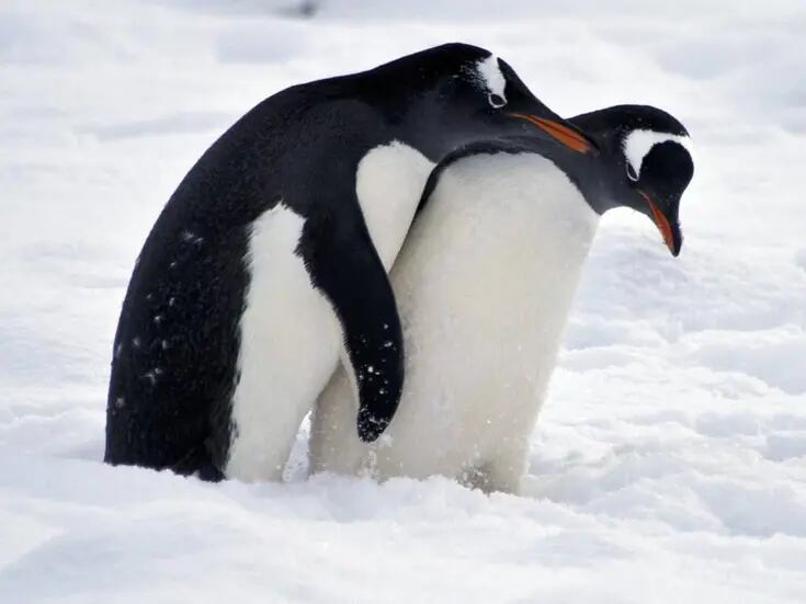 Cambio climático está alterando personalidad de los pingüinos, revela estudio