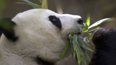 China planea enviar pandas al zoológico de San Diego y retomar su diplomacia de conservación