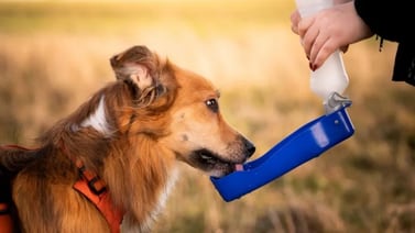 Se debe prevenir deshidrataciones de mascotas