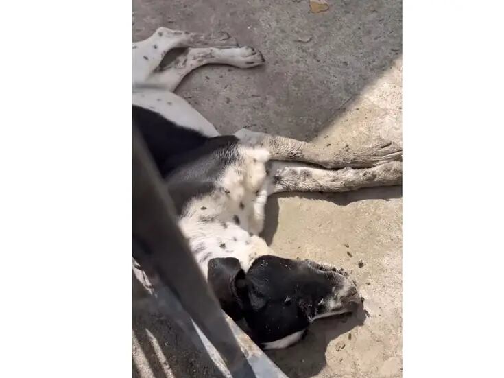 Perro muere tras ser abandonado dos meses por sus dueños en Ensenada