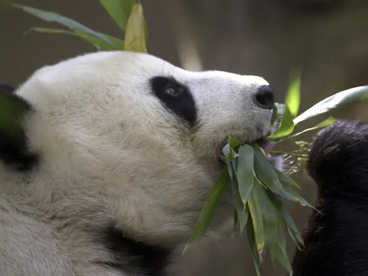 China planea enviar pandas al zoológico de San Diego y retomar su diplomacia de conservación