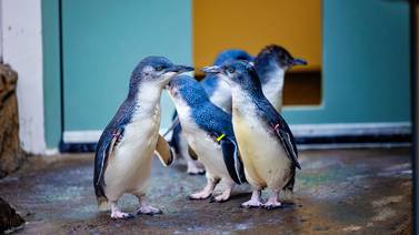 Llegan cinco pingüinos al Birch Aquarium de la Jolla