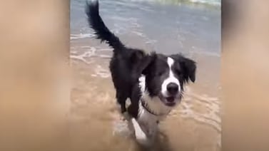 VIDEO: Perrito ciego conoce la playa por primera vez