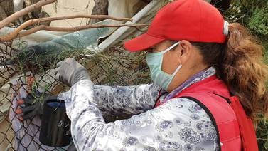 Navojoa: Lluvias propician alza en positividad de larvas de dengue
