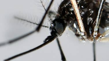 Cuba realiza pruebas para disminuir la población del mosco transmisor del dengue