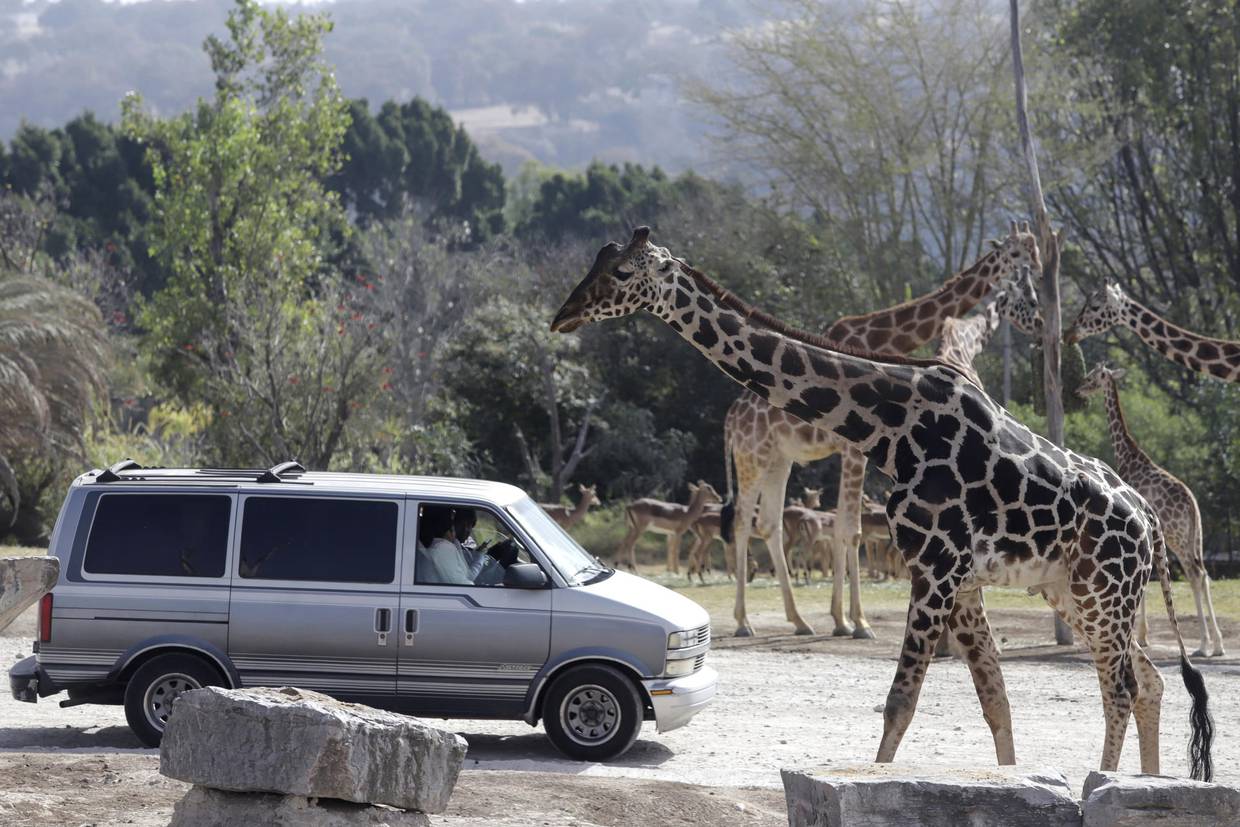 La jirafa Benito (i) se integra hoy a su nueva manada en el zoológico Africam Safari, en el estado de Puebla (México). EFE/ Hilda Ríos