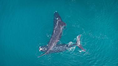 Descubren fenómeno de alomaternidad en ballenas francas australianas