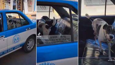 VIDEO: Perrito se hace viral por regresar a su casa en taxi