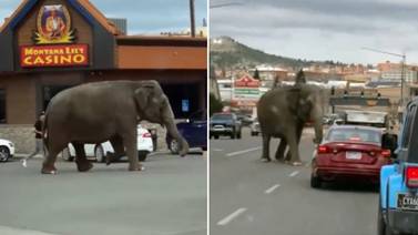VIDEO: Elefante de circo escapa y pasea por calles de EU