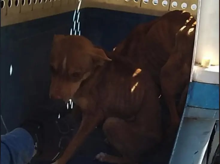 Rescatan a dos perritos de domicilio donde presuntamente los maltrataban en Cajeme