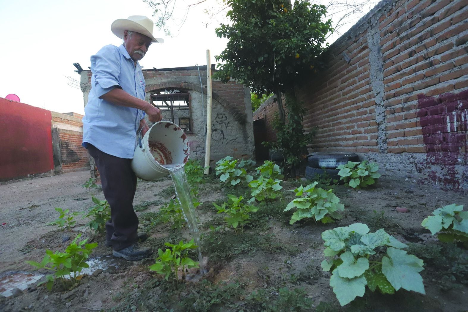 Don Ángel Ramos Maldonado, de 85 años, también tiene un pequeño huerto en casa.