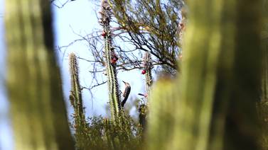 Cactáceas se enfrentan a zacate buffel en Sonora: Investigador