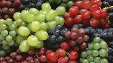 Programan más de 4 mil hectáreas de cultivo de uva para el próximo año  