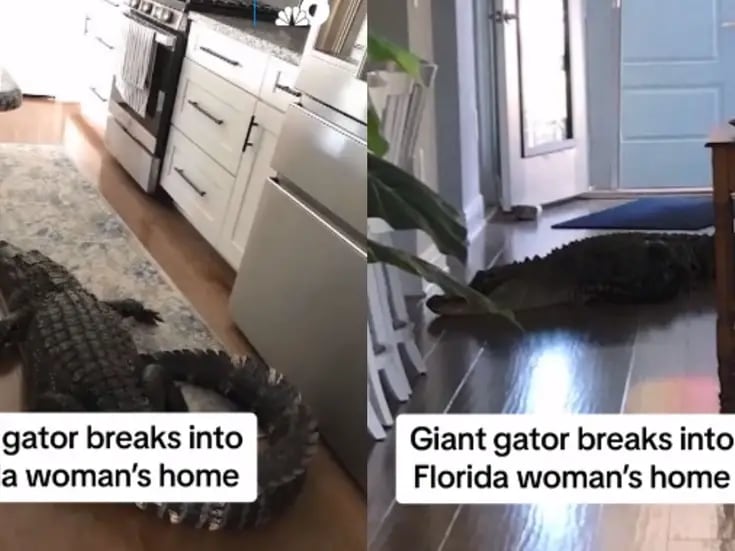 VIDEO: Mujer encuentra enorme caimán en la cocina de su casa