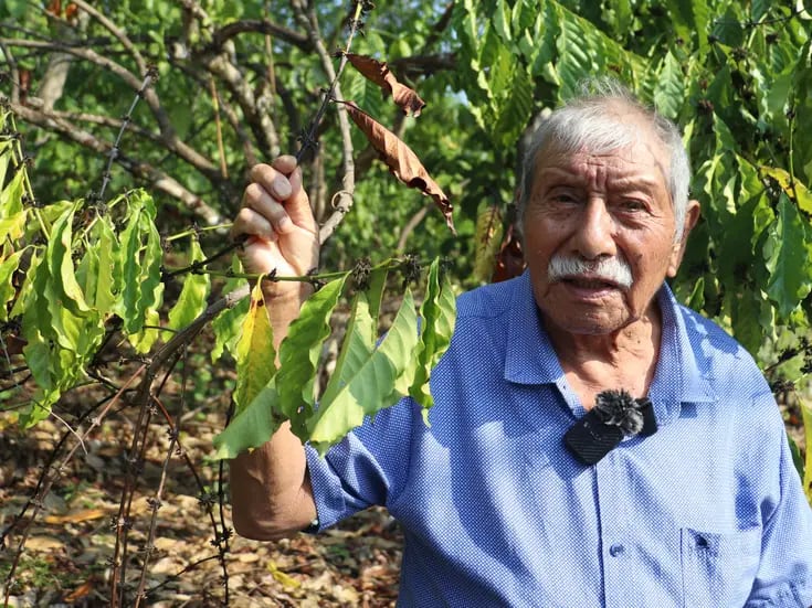 Sequías amenazan cultivos de café al sur de México