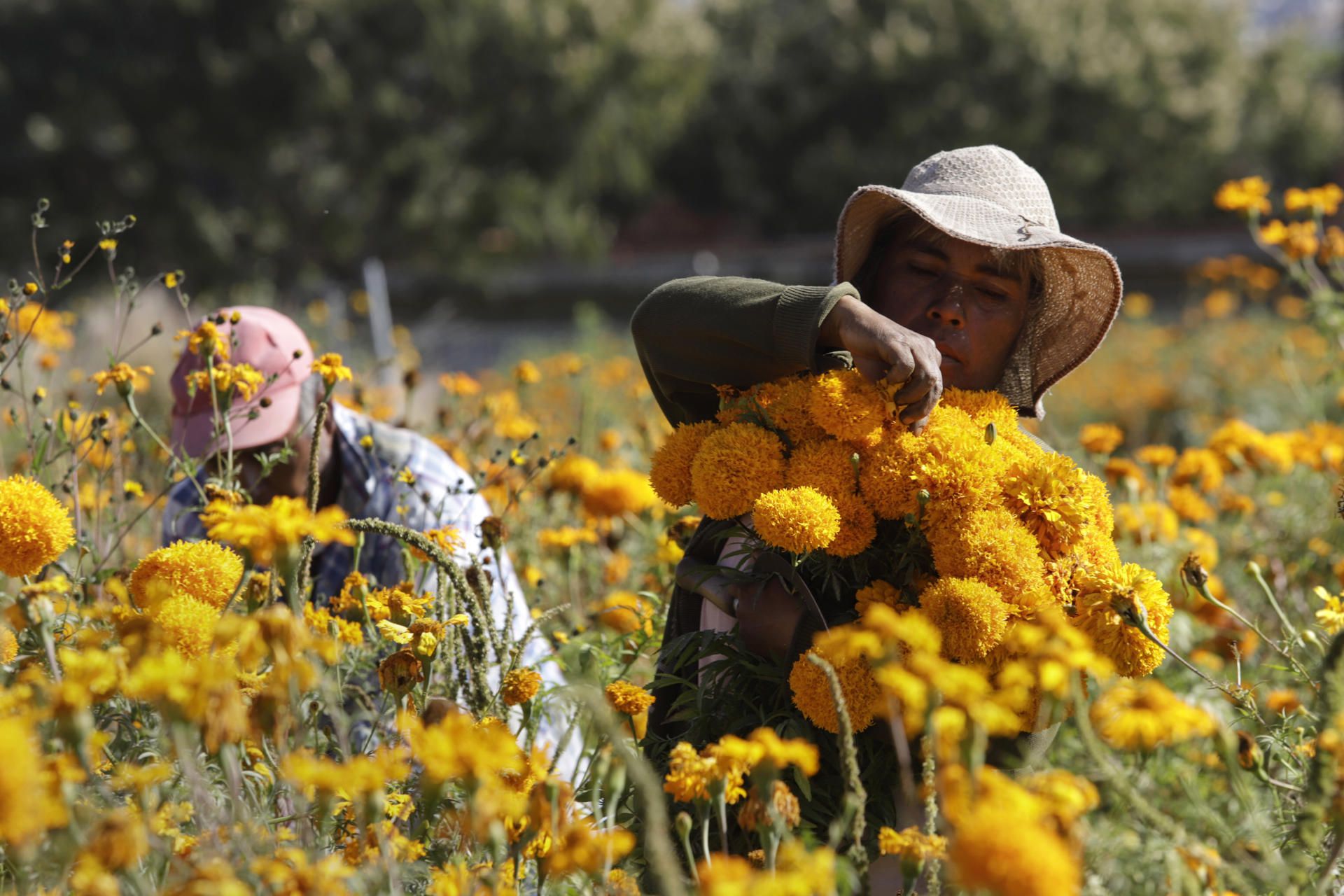 Agricultores cosechan flor de cempasúchil, usada tradicionalmente para adornar altares, ofrendas y tumbas en temporada de Día de Muertos, el 29 de octubre de 2023 en el municipio de Atlixco, estado de Puebla (México). EFE/Hilda Ríos
