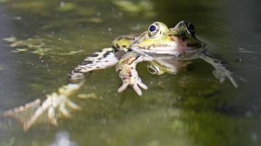 Estudio revela que las ranas hembra guiñan el ojo a los machos para coquetear
