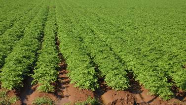 Baja en Sonora superficie agrícola cosechada, pero se mantiene el valor de la producción