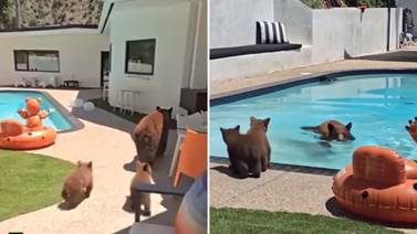 Familia de osos entran a casa en California para refrescarse en la alberca