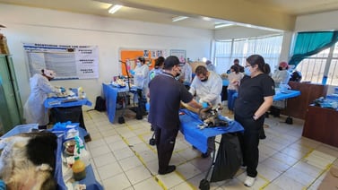 Reconoce Armando Ayala trabajo conjunto en esterilización de mascotas