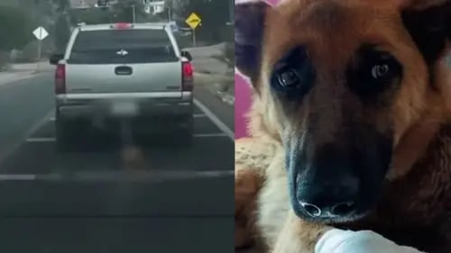 Rescatan a perro en Guanajuato tras ser arrastrado por un automóvil