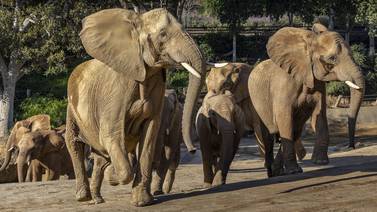 San Diego Zoo Safari Park anuncia “Elephant Valley”