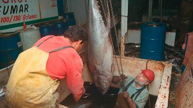 Cultivo de atún es generador de empleos: Matías Arjona